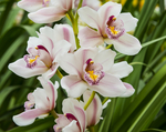 DSC_7106web