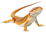 agama