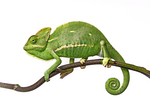 vera_kuttelvaserova_Chamaeleo calyptratus1