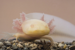 axolotl10