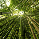 bambus2oprava